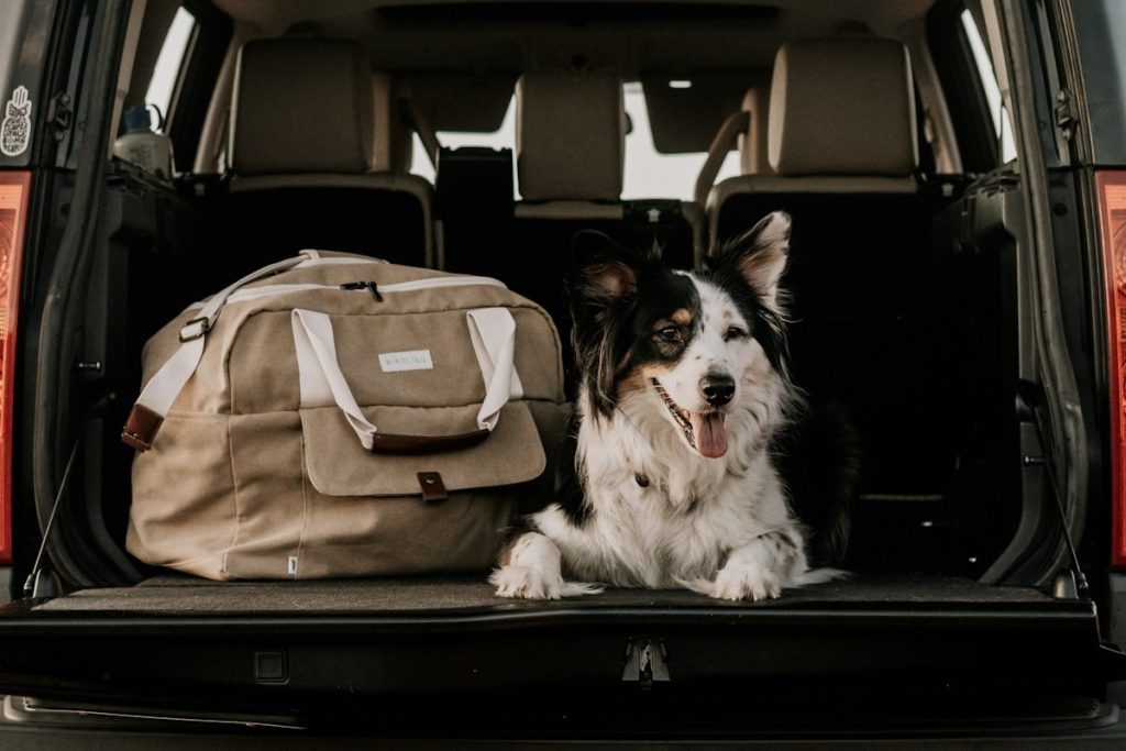 Dog ready for relocation travel to Honduras